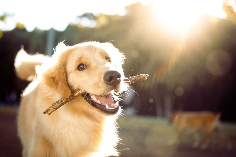 El Dorado Hills Pet Wellness Dog