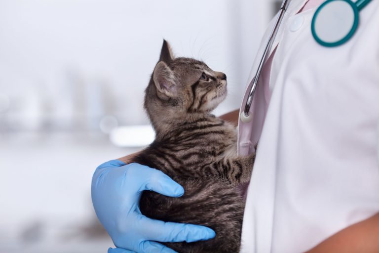 Presenting Your Cat Health Checklist | MarketPlace Veterinary Hospital ...