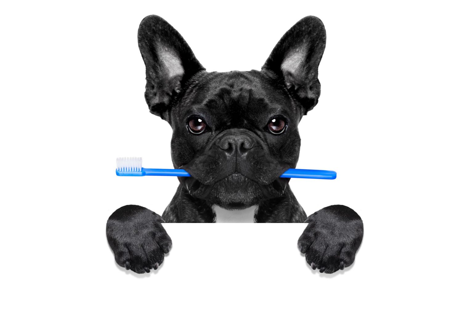 should-dogs-have-dental-care-marketplace-veterinary-hospital