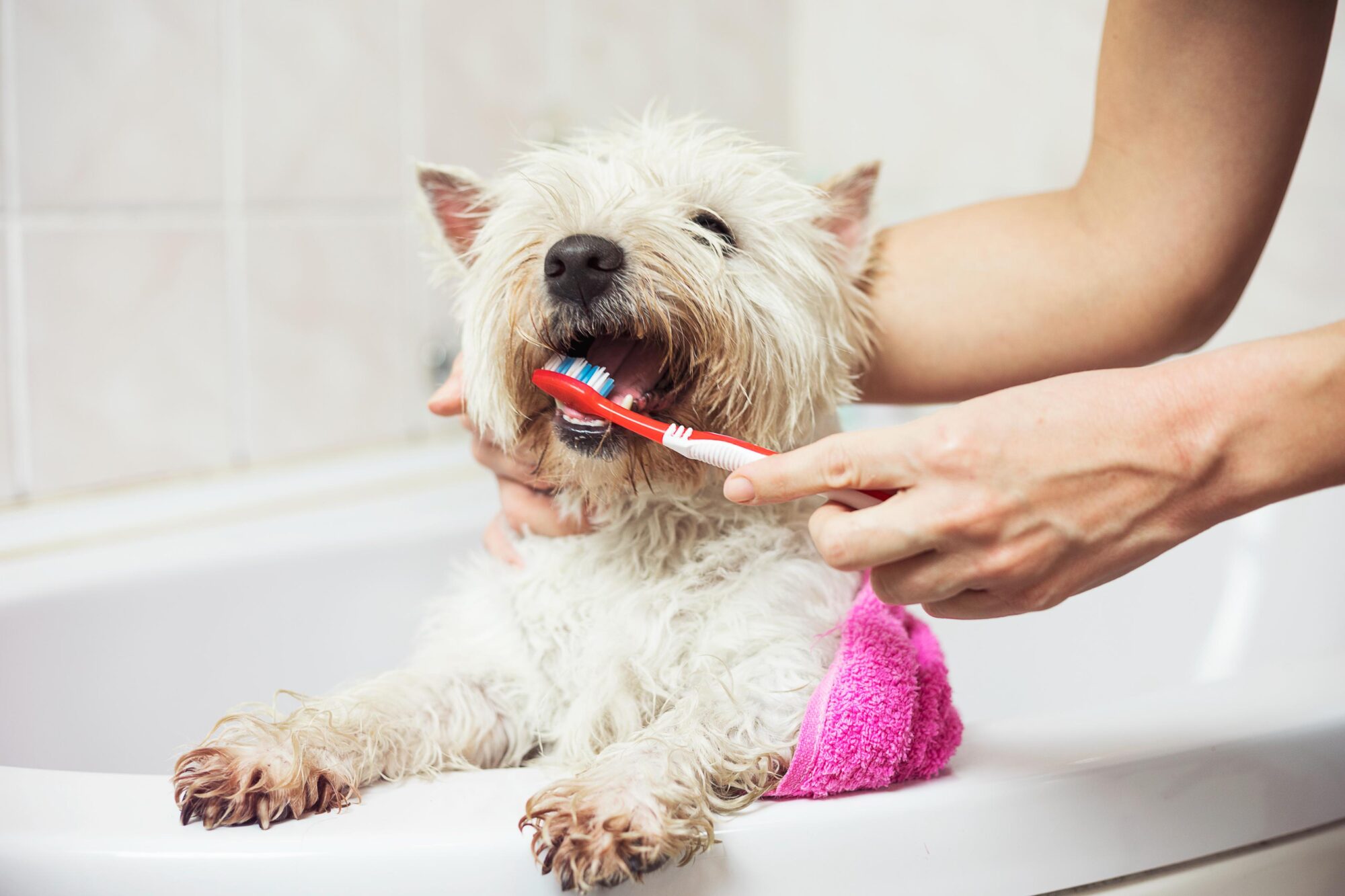 brushing dogs teeth.