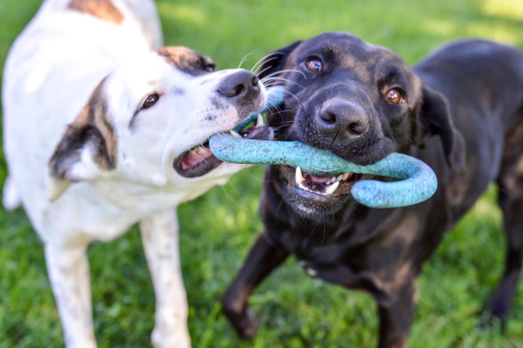 dogs playing with toy.