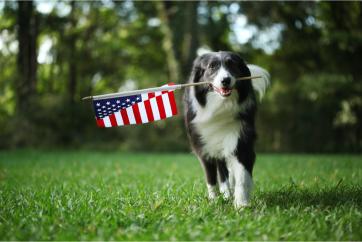 dog holding american flag in mouth.