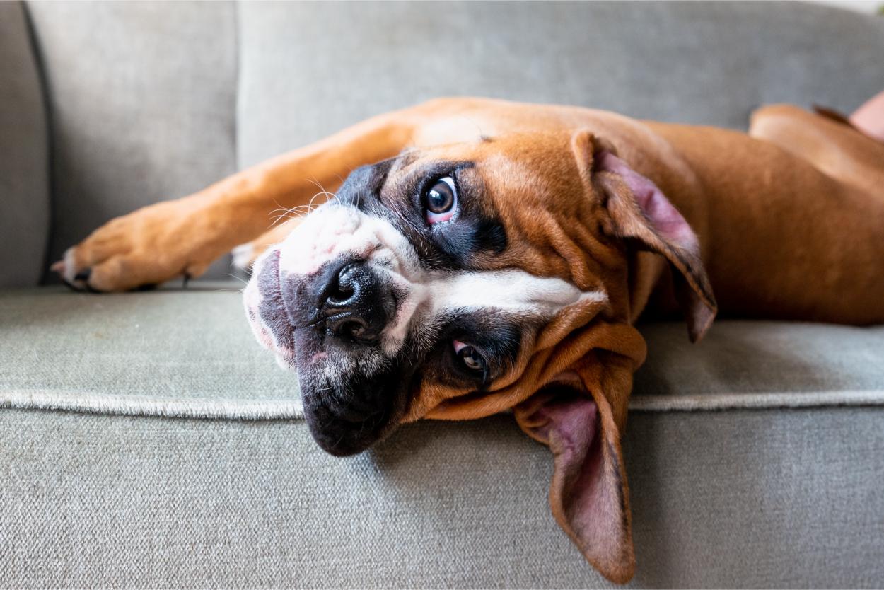 Boxer puppy.