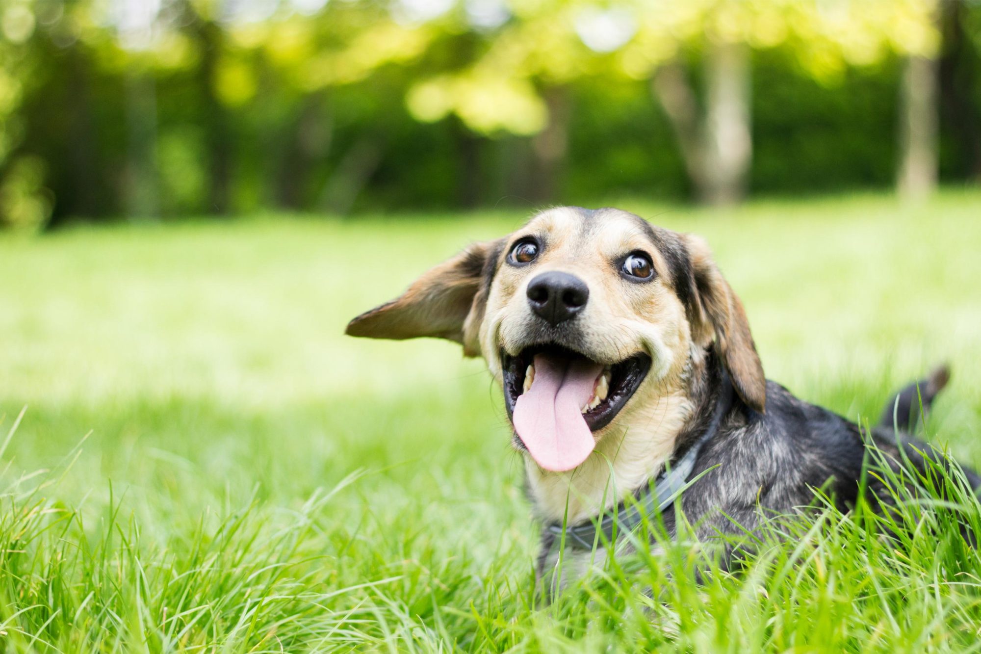 Dog in grass.