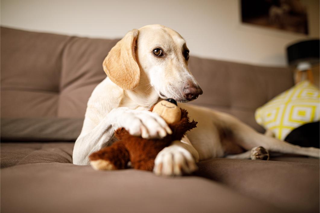 Dog on couch with Toy.