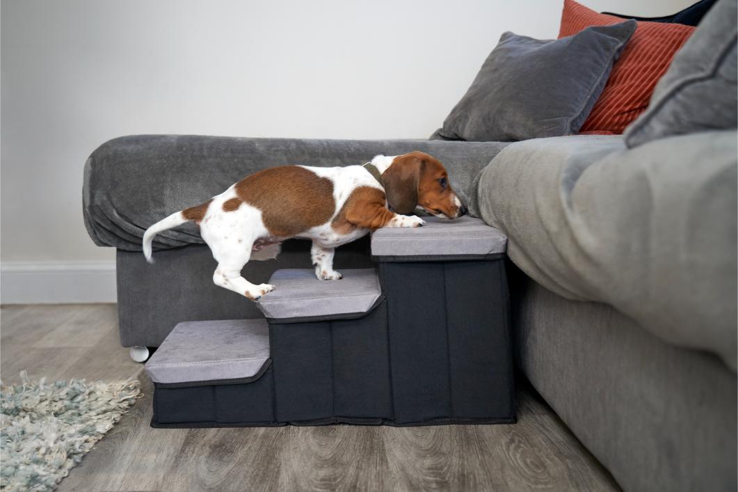 Dog using stairs to get into bed.