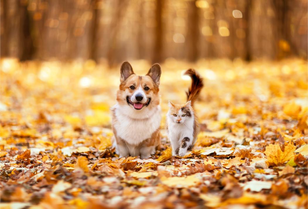 dog and cat enjoying fall weather.