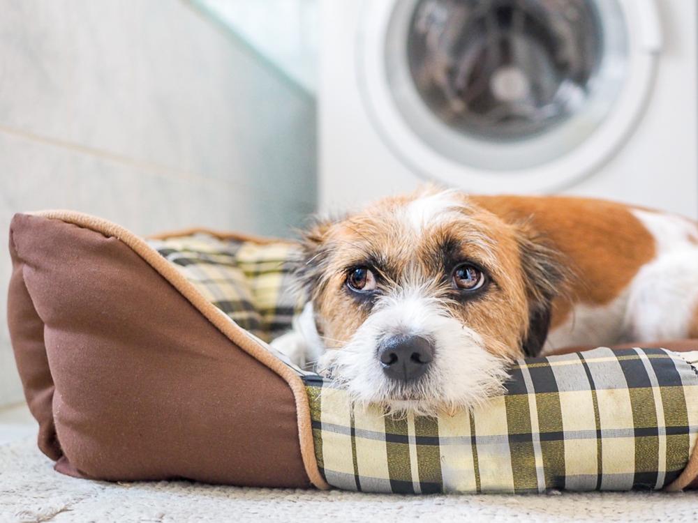 dog anxious in bed.