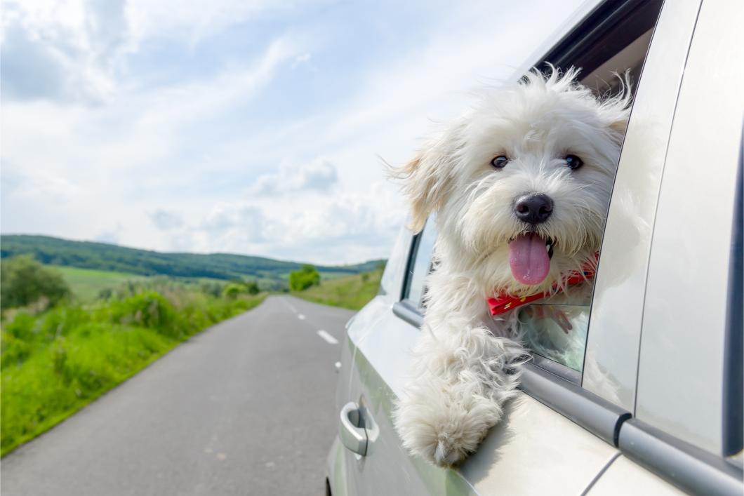 Puppy looking out the window in car.