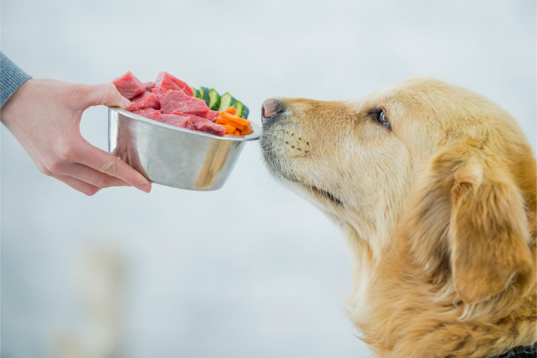 Foods That Support Pet Oral Health.