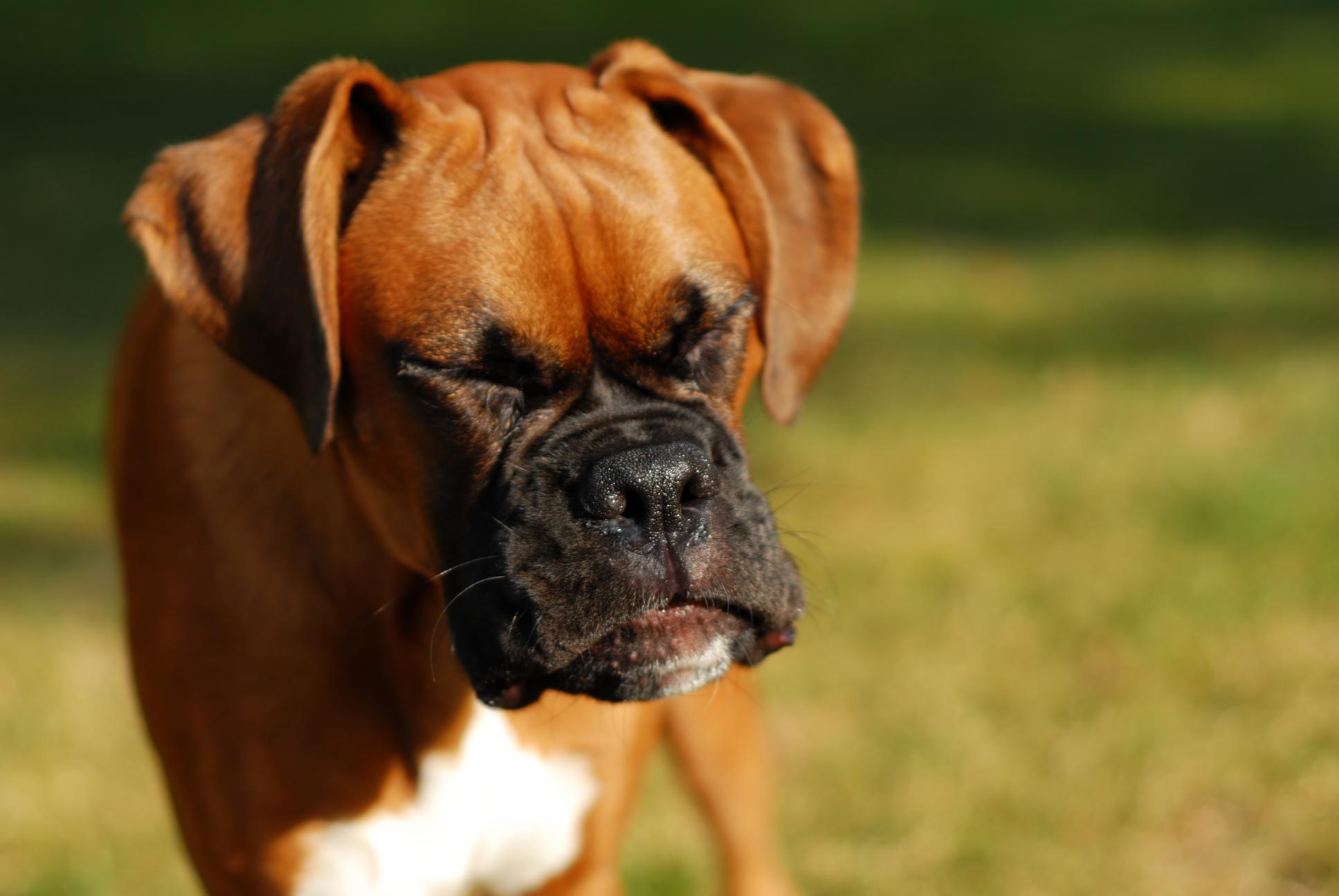 Understanding Allergies In Pets.